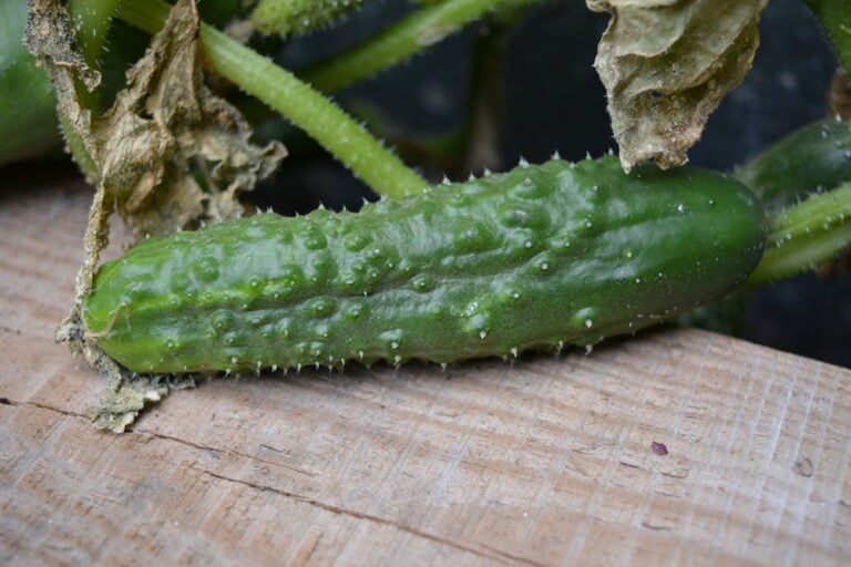Help! Why Are My Cucumbers Prickly? [Hint: It's Normal!] - Outdoor ...