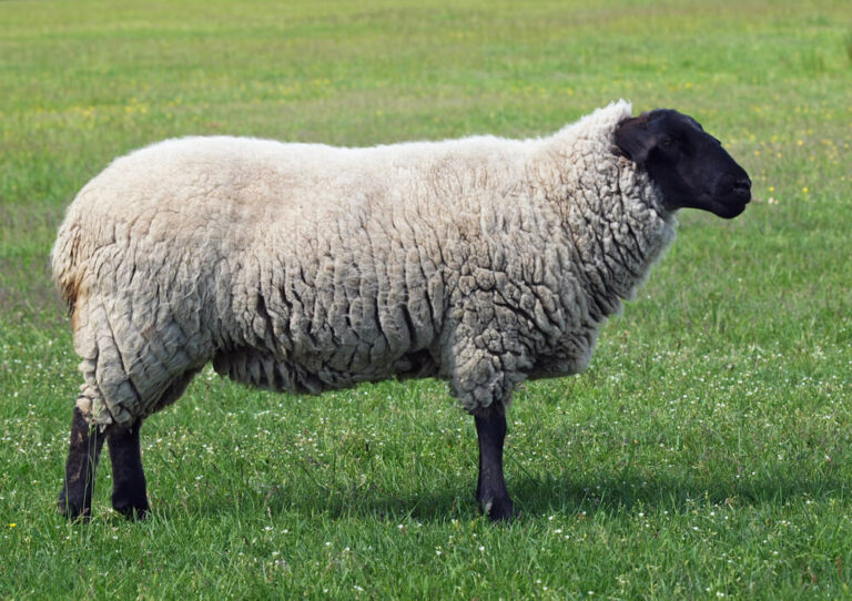 7 Best Meat Sheep Breeds for Your Homestead Delicious Lamb and Mutton