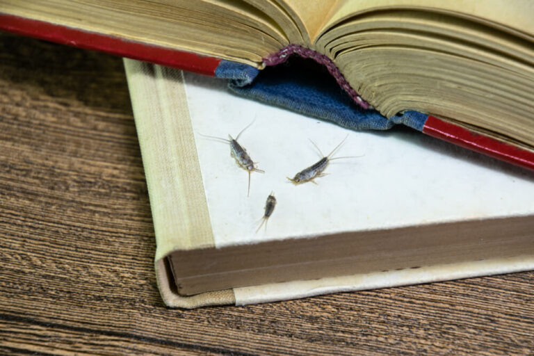 9 Bugs That Look Like Earwigs | Beetles, Centipedes, and More - Outdoor ...