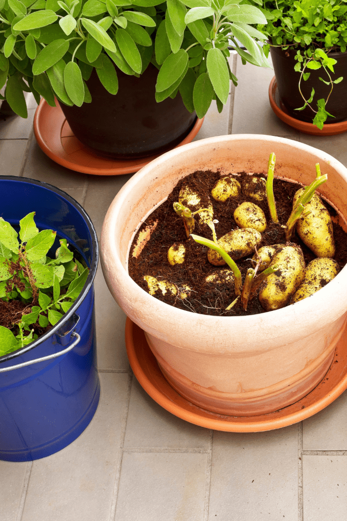 Photo series about growing potatoes in containers on balcony, patio or terrace: 7. Cut the above-ground potato plants off and remove the soil.