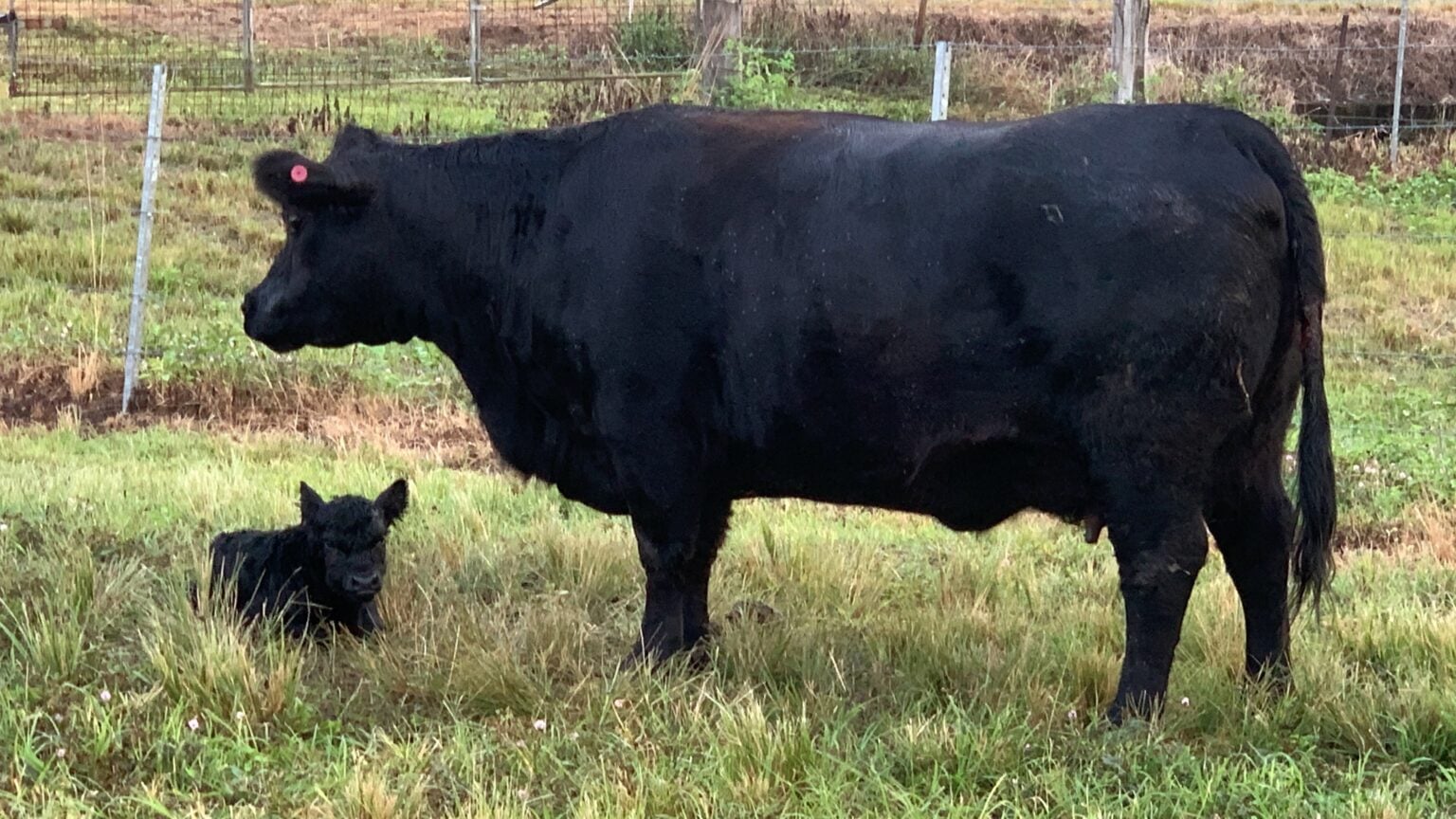 The Ultimate Guide to Lowline Mini Angus Cattle! [Size, Cost, and Pros ...