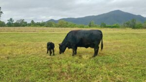 The Ultimate Guide to Lowline Mini Angus Cattle! [Size, Cost, and Pros ...