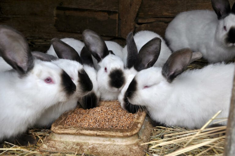 Meat Rabbit Size 10 Best Meat Rabbit Breeds for Homesteads (Fast-Growing Picks ...