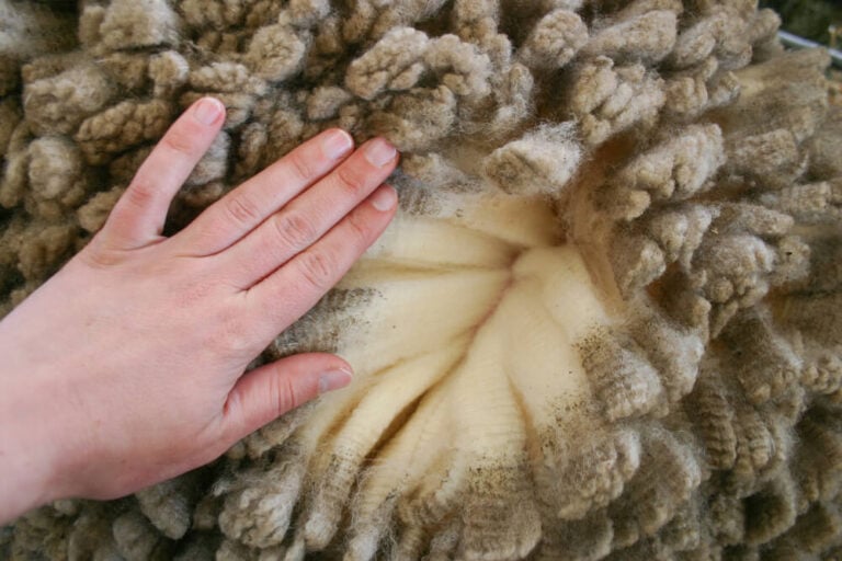 examining thick and fluffy merino wool