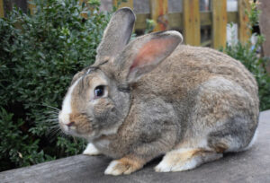 Meat Rabbit Size 10 Best Meat Rabbit Breeds for Homesteads (Fast-Growing Picks ...