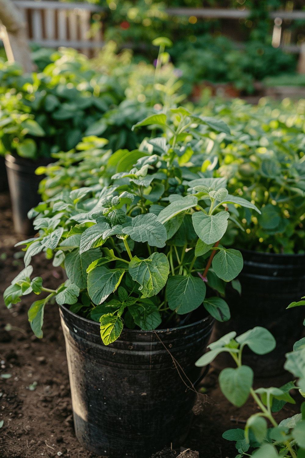 potato plants thriving in large straight-sided 5-gallon plastic buckets
