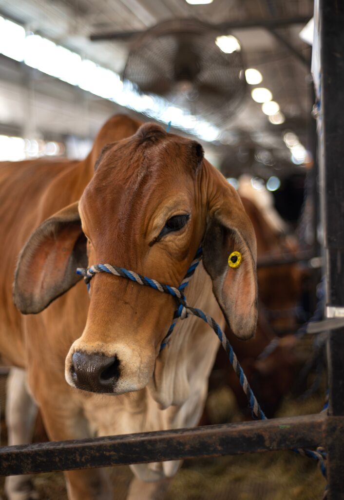 Brahman cow at the state fair