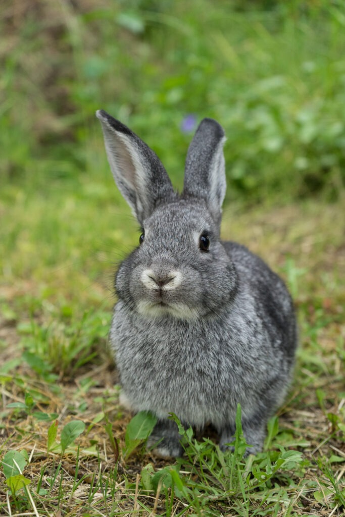 Gray rabbit on the meadow / gray rabbit / chinchilla rabbit