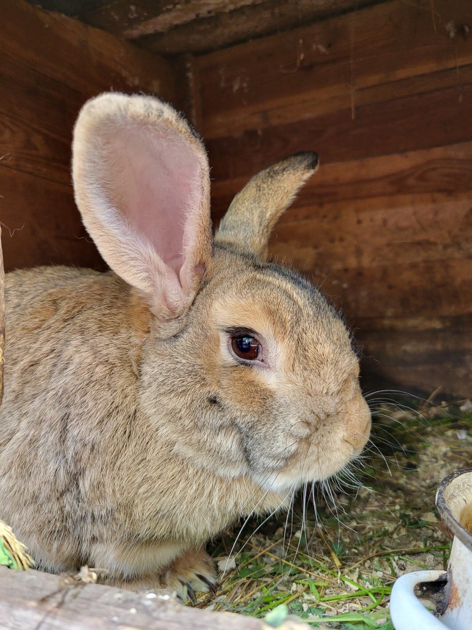 10 Best Meat Rabbit Breeds for Homesteads (Fast-Growing Picks ...