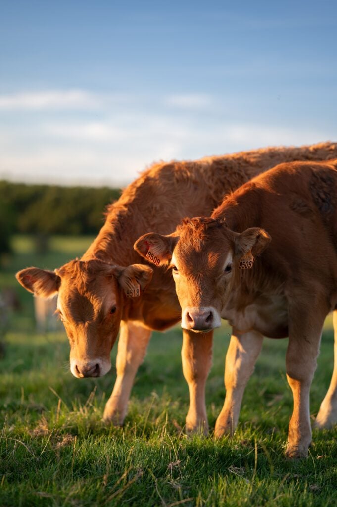 Two cute brown calves (young cows) looking at the camera in a grass field at sunset during summer in Europe. They are Charolais breed meat cows.