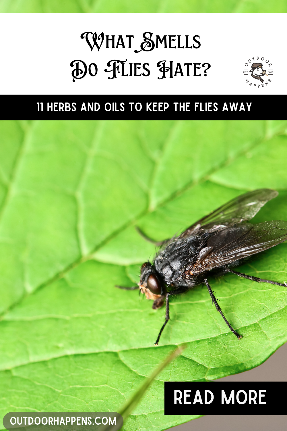 What Smells Do Flies Hate? 11 Herbs and Oils to Keep The Flies Away Outdoor Happens Homestead