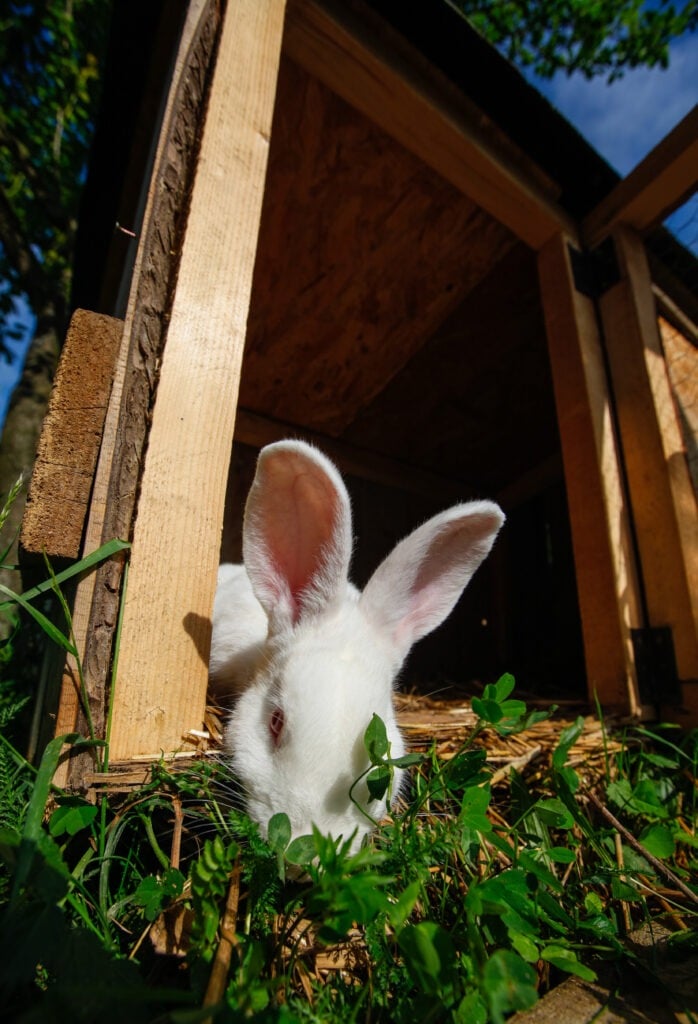 White rabbit in an open cage eating green grass in a backyard garden
