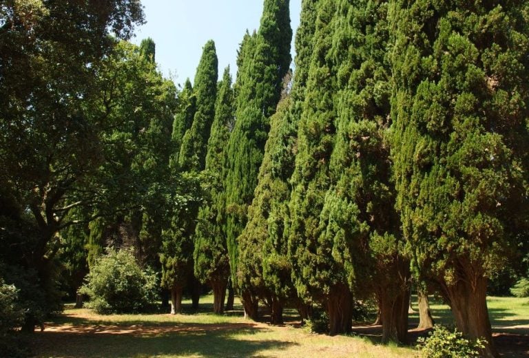 13 Cheap Fast Growing Privacy Trees To Fill Space Quickly