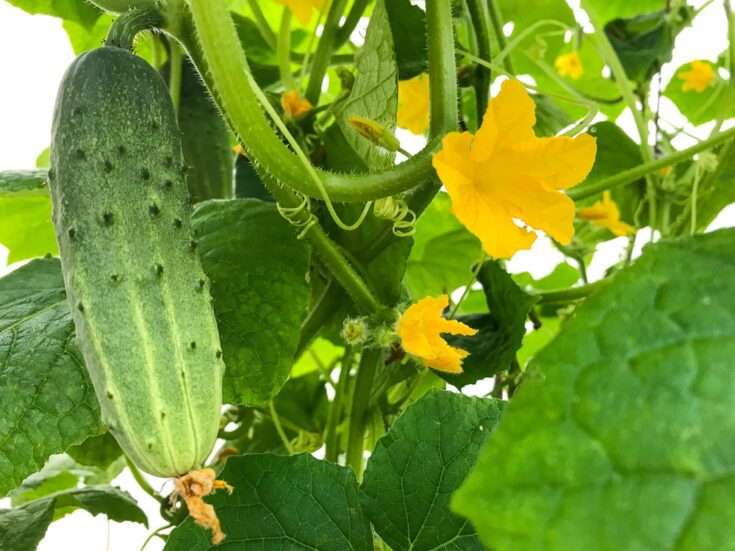 Help! Why Are My Cucumbers Prickly? [Hint: It's Normal!] - Outdoor ...