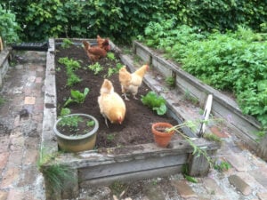 39 Cheap Ways to Feed Your Chickens: Without Buying Feed! - Outdoor ...