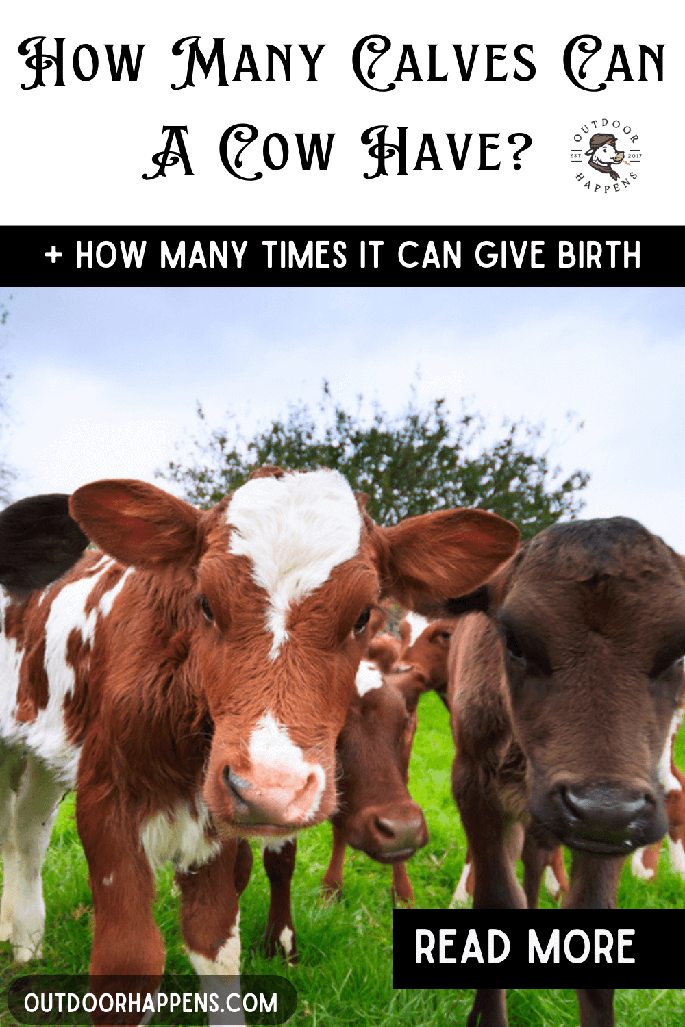 how-many-calves-can-a-cow-have-how-many-times-can-a-cow-give-birth