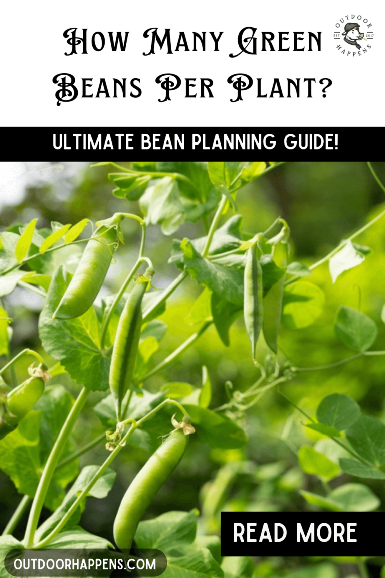 How Many Green Beans Per Plant? And How Many Plants Do You Need ...