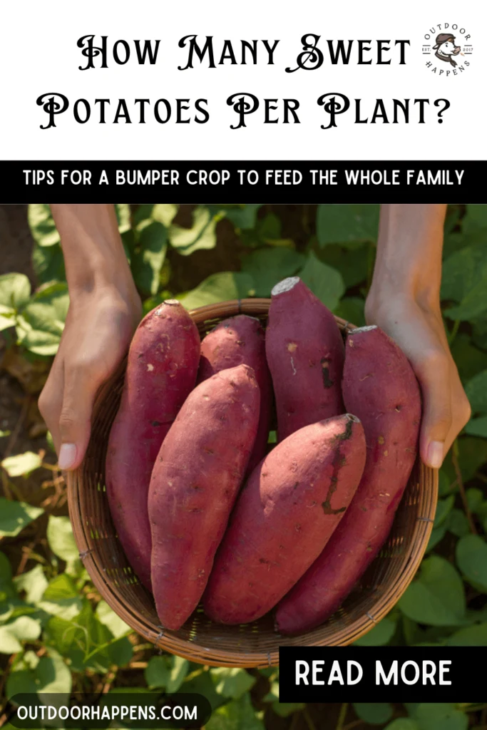 Sweet Potato Yield How Many Plants Does Your Family Need Outdoor sweet-potato-yield-how-many-plants-does-your-family-need-outdoor