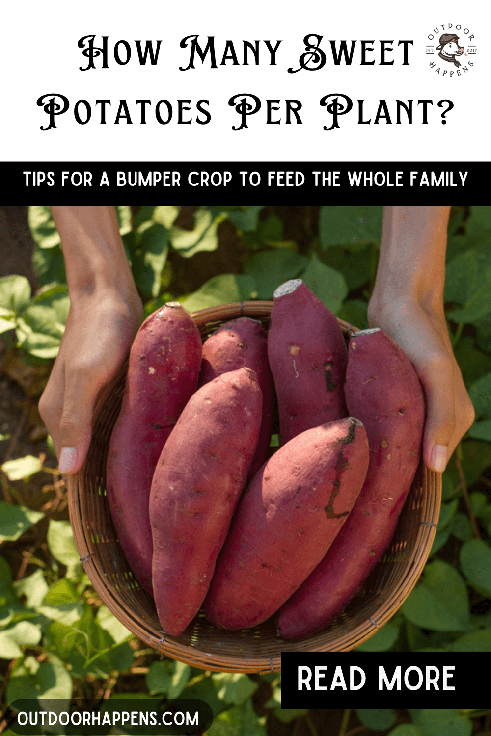 sweet-potato-yield-how-many-plants-does-your-family-need-outdoor