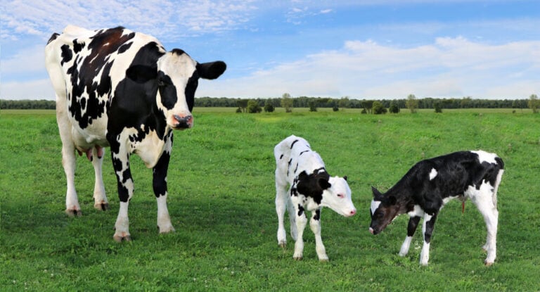 Can Cows Have More Than One Calf At A Time