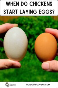 When Do Chickens Start Laying Eggs? 5 Signs Your Hens Are Ready to Lay