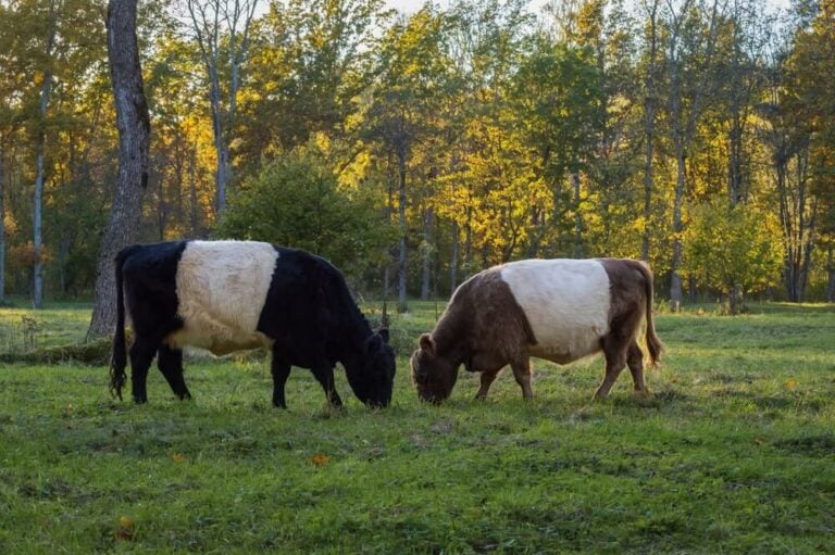 belted-galloway-cattle-oreo-cow-breed-profile-appearance-origin