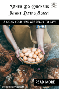 When Do Chickens Start Laying Eggs? 5 Signs Your Hens Are Ready to Lay