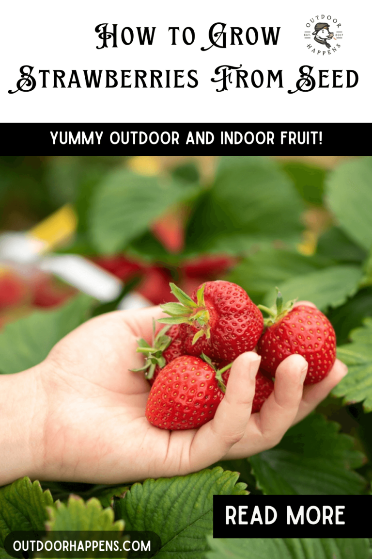 How to Grow Strawberries From Seeds or Runners, Step-by-Step 🍓