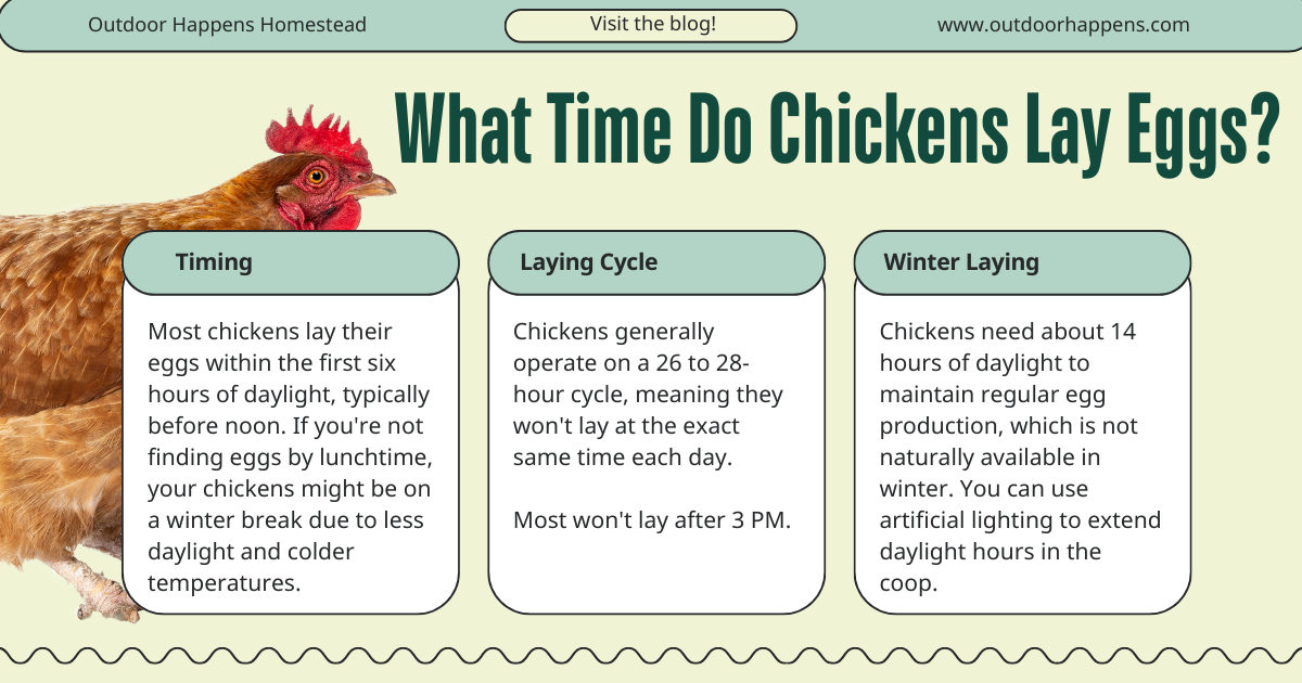What Time of Day Do Chickens Lay Eggs? [and the Best Time to Collect 'm ...