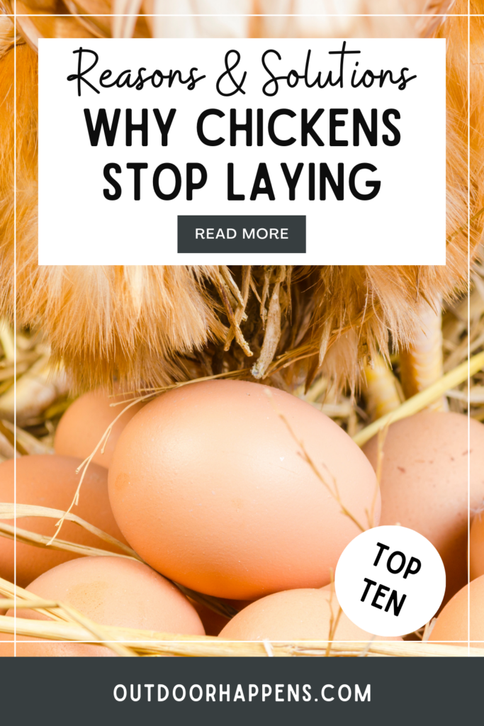 why do chickens stop laying eggs