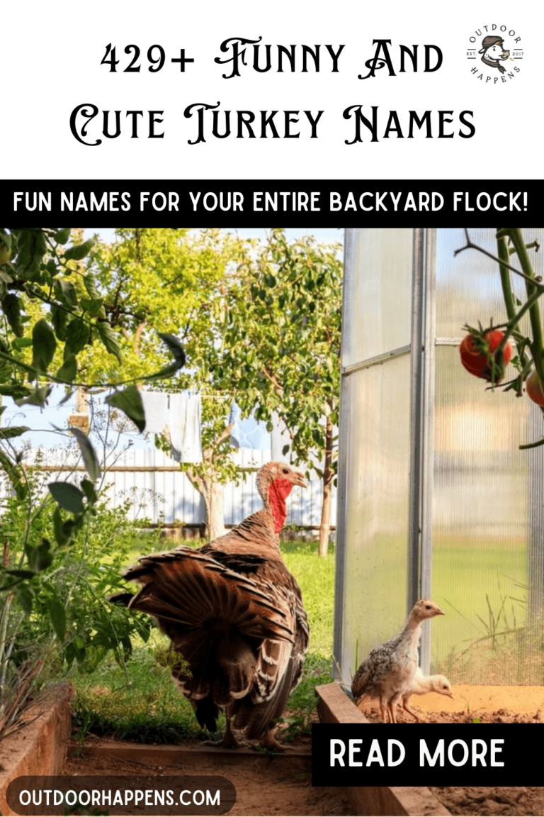 Turkey Names: 429+ Fun, Cute, and Pardoned Ideas for Your Flock