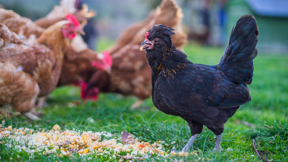 A funky looking rooster eating some yummy chicken feed.