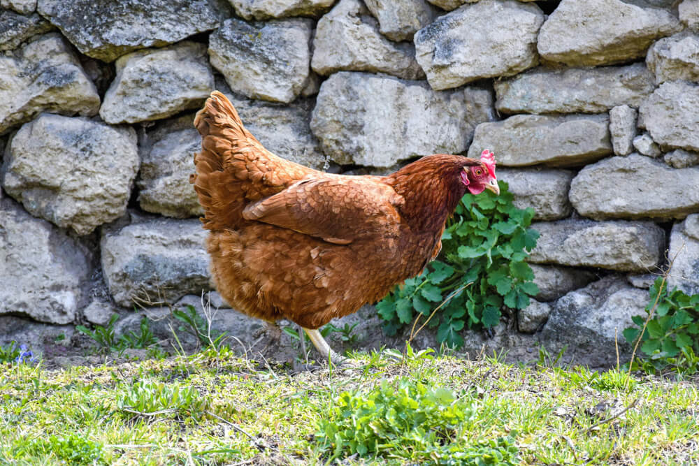 A lovely backyard chicken exploring and looking for lunch.