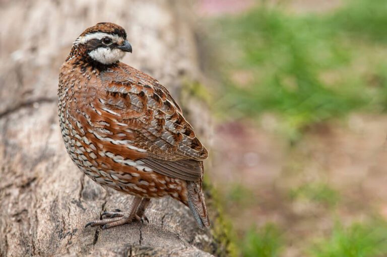 Cheapest Animal To Raise For Meat: Top 8 Picks For Budget-Friendly ...