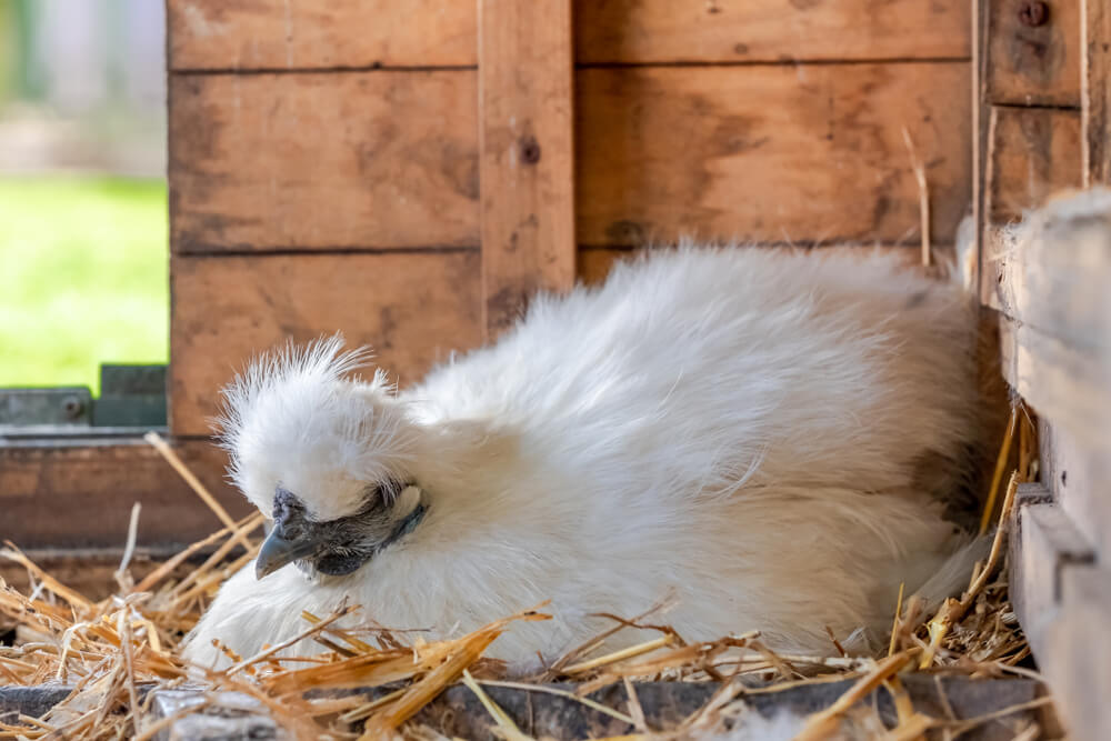 Adorable Silkie bantam chicken warming her eggs.