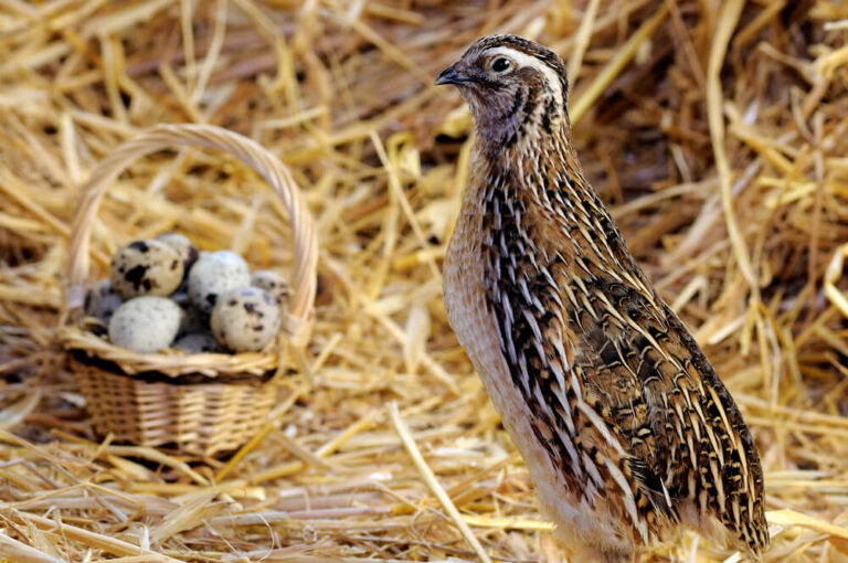 Cheapest Animal To Raise For Meat: Top 8 Picks For Budget-Friendly ...