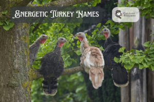 Turkey Names: 429+ Fun, Cute, and Pardoned Ideas for Your Flock
