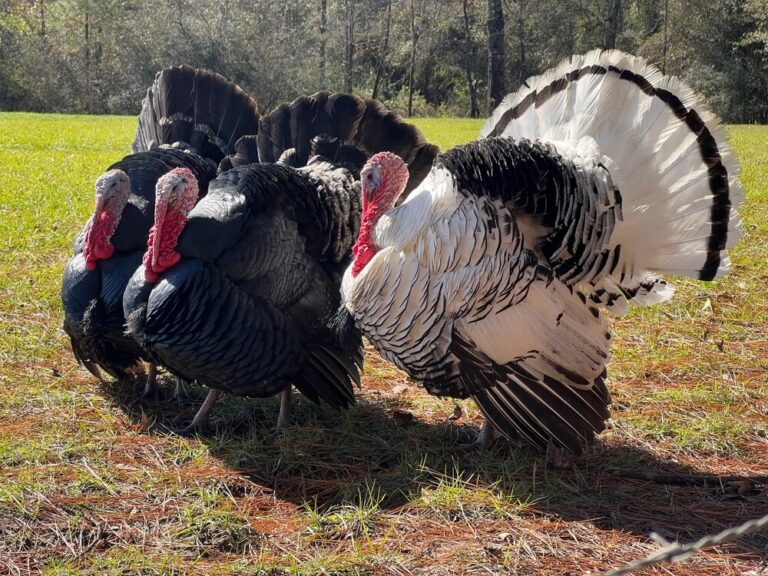 Cheapest Animal To Raise For Meat: Top 8 Picks For Budget-Friendly ...