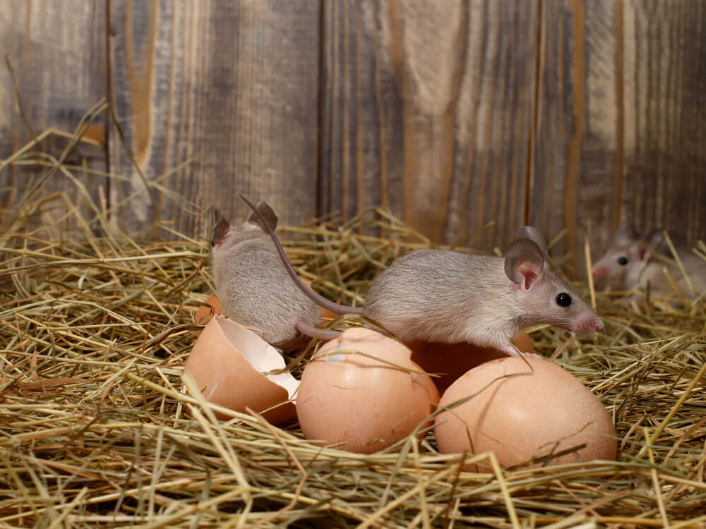 Unsightly mice chicken coop invaders stealing eggs.