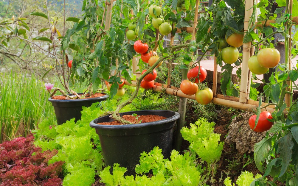 Beautiful tomato plants growing in thick black buckets alongside greens and salad crops.