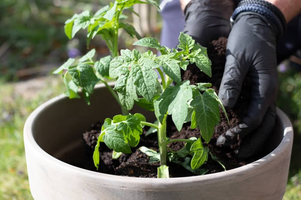 Cultivating backyard tomato plants in a large bucket or pot.