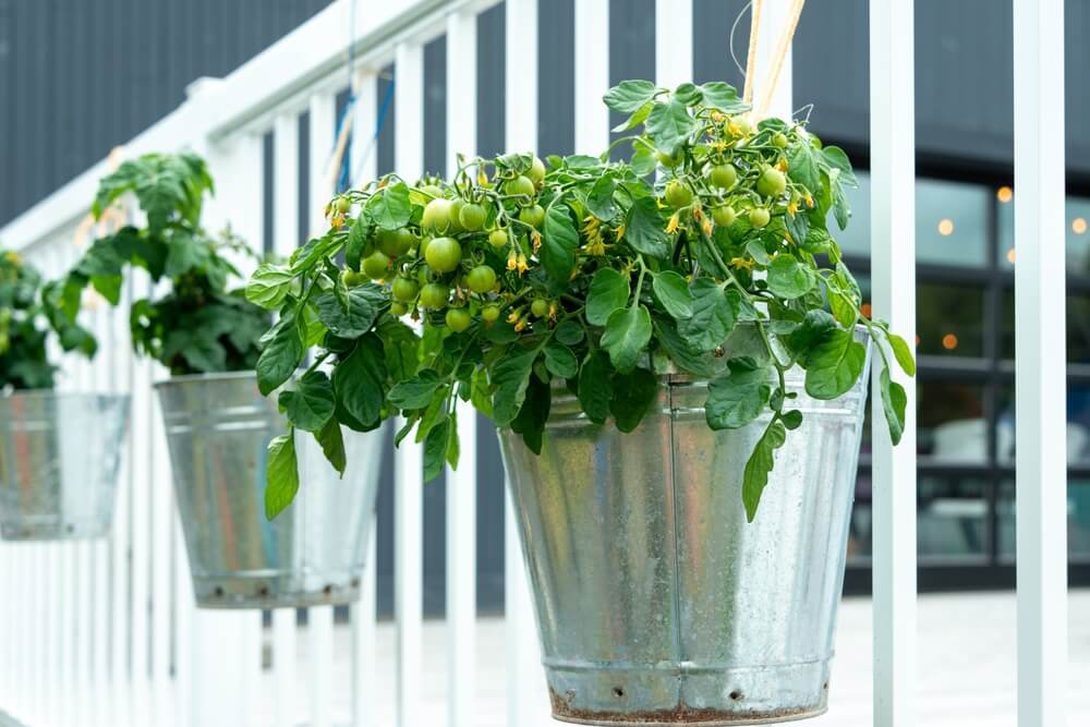 Growing tiny cherry tomatoes in lovely hanging pots or buckets.