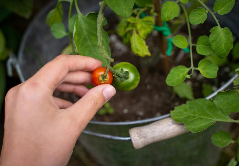 Growing yummy cherry tomatoes in a small silver bucket.