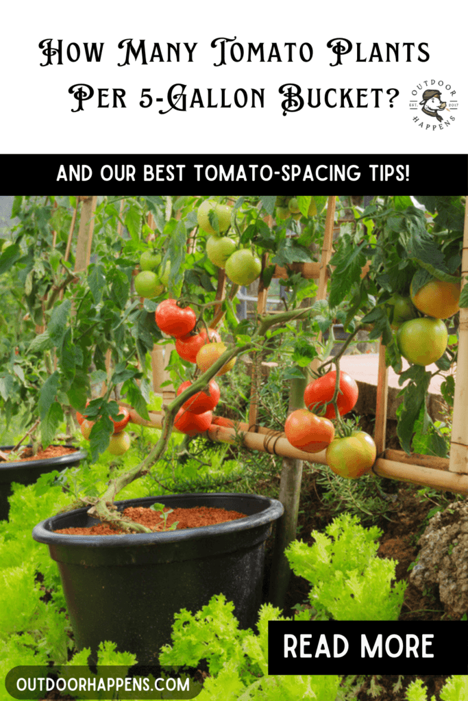 How many tomato plants per 5 gallon bucket and tomato spacing tips!