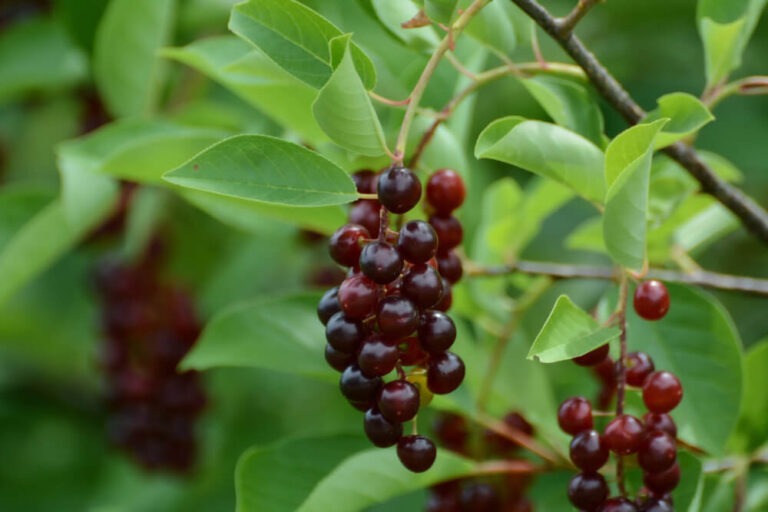 Chokecherry vs Chokeberry [+Are These Berries Safe to Eat, or Not