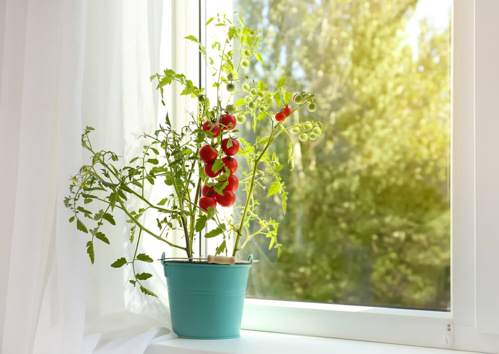 Tomato plants growing in a bucket alongside a sunny windowsill.