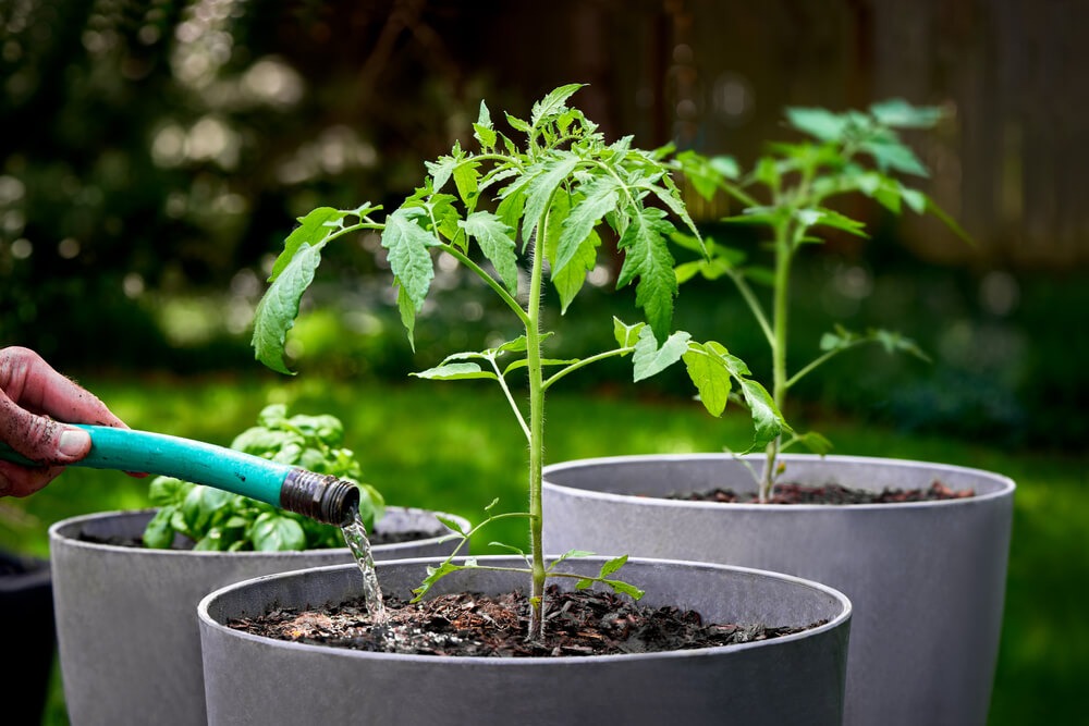 Watering tomato and basil plants growing in small buckets or pots.
