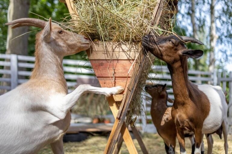 Homemade DIY Hay Feeder for Goats [17 Designs and Plans!] - Outdoor ...