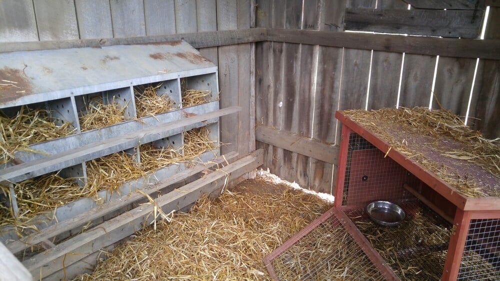 Backyard chicken coop with straw or hay flooring.