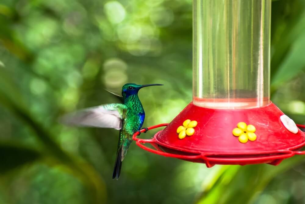 Beautiful hummingbird getting some nectar from the feeder.